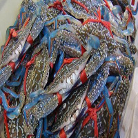 益阳海鲜活体空运